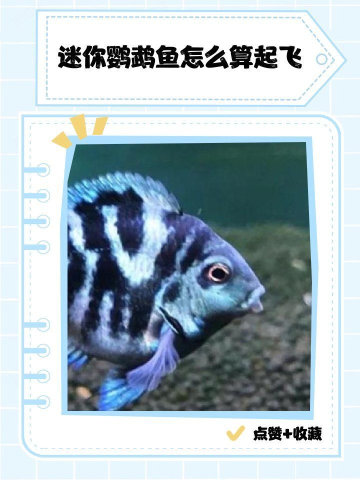 迷你鸚鵡魚落罐后幾天起飛