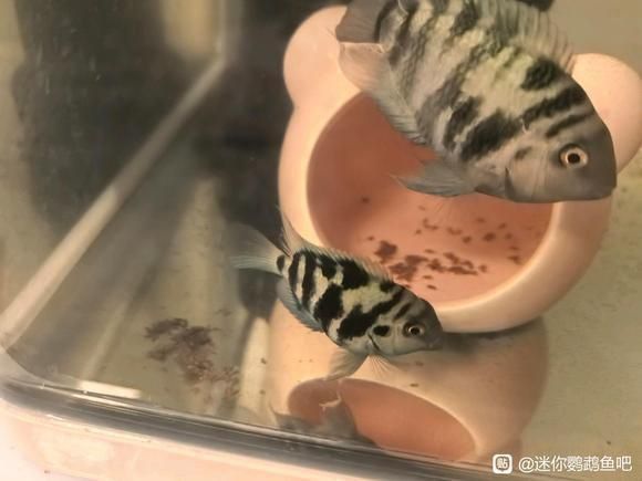 迷你鸚鵡魚落罐后幾天起飛