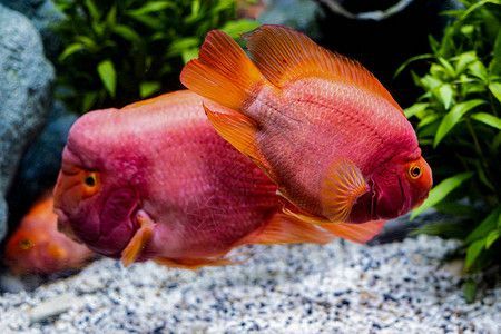 龍魚屬于海魚嗎：龍魚屬于海魚嗎？它們是淡水魚嗎？