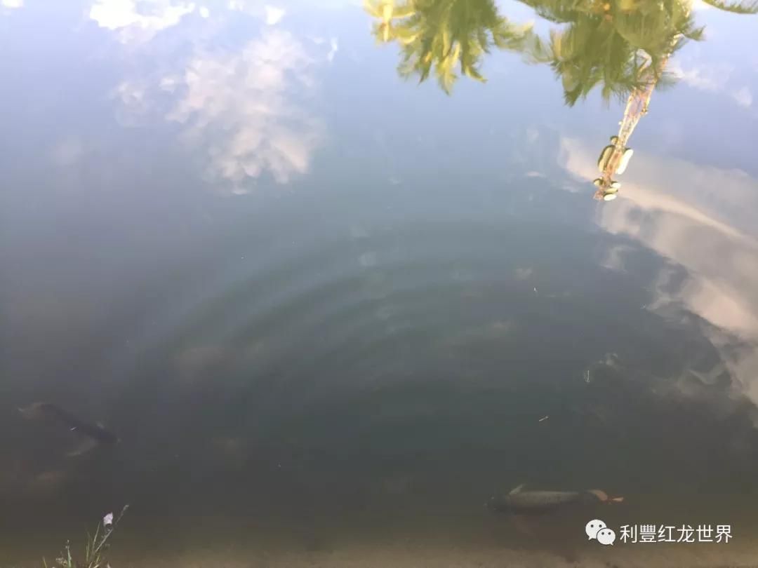 紅龍魚體型塑造方法（?紅龍魚的挑選方法，體型比發色重要）