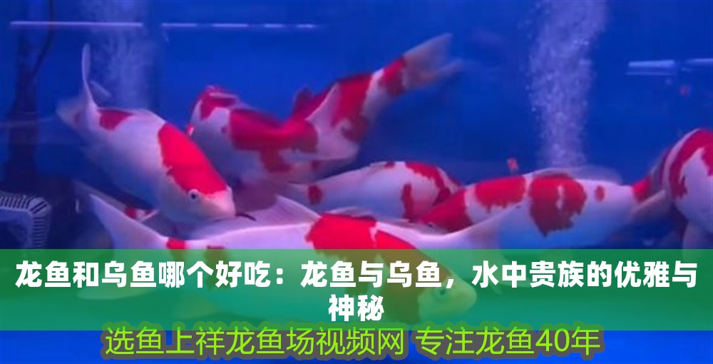 龍魚(yú)和烏魚(yú)哪個(gè)好吃：龍魚(yú)與烏魚(yú)，水中貴族的優(yōu)雅與神秘