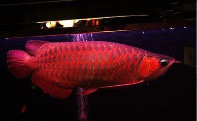 龍魚(yú)和烏魚(yú)哪個(gè)好吃：龍魚(yú)與烏魚(yú)，水中貴族的優(yōu)雅與神秘