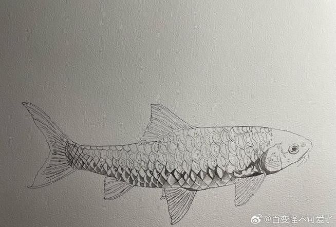龍魚水彩畫