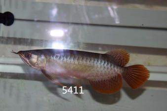 龍魚掉眼怎么辦？：如何防止龍魚掉眼？