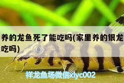 紅龍魚蒙眼病怎么得的（紅龍魚蒙眼病是一種常見的疾病其成因主要包括以下幾個方面）