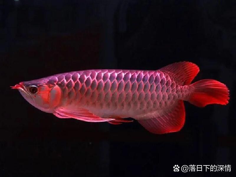 福龍王龍魚適合新手嗎？