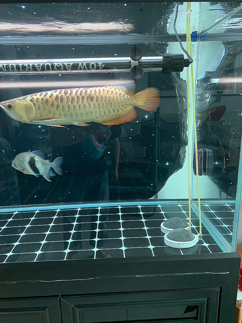 福龍王龍魚適合新手嗎？