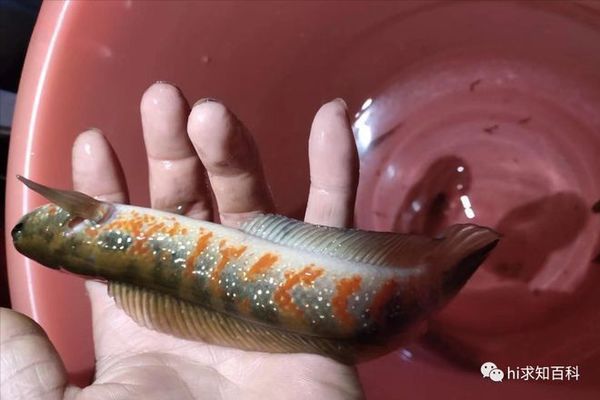 雷龍魚逃脫時(shí)的心理狀態(tài)分析：雷龍魚在逃脫時(shí)可能表現(xiàn)出的心理狀態(tài)可能會(huì)影響其逃脫