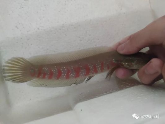 雷龍魚逃脫時(shí)的心理狀態(tài)分析：雷龍魚在逃脫時(shí)可能表現(xiàn)出的心理狀態(tài)可能會(huì)影響其逃脫