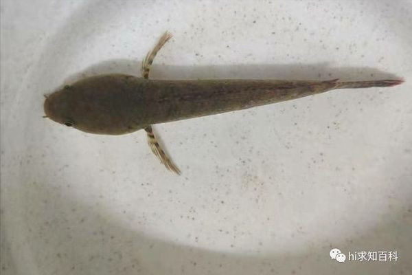 雷龍魚逃脫時(shí)的心理狀態(tài)分析：雷龍魚在逃脫時(shí)可能表現(xiàn)出的心理狀態(tài)可能會(huì)影響其逃脫