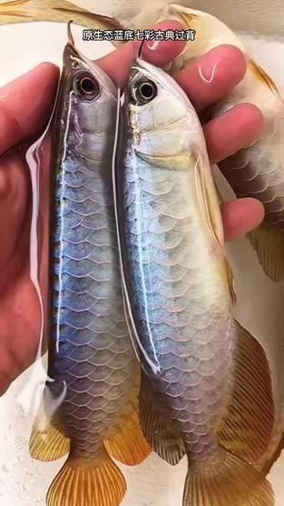 藍底龍魚價格及圖片