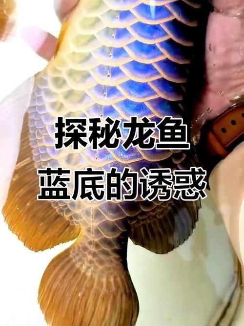 藍底龍魚價格及圖片