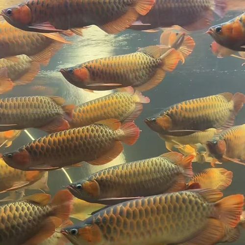 藍底龍魚價格及圖片