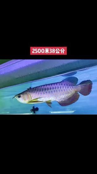 藍底龍魚價格及圖片