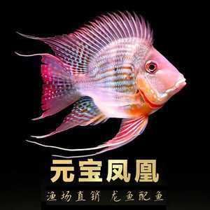 正常龍魚的眼睛：正常龍魚眼睛大嗎？解析龍魚眼睛大小與健康的關(guān)系