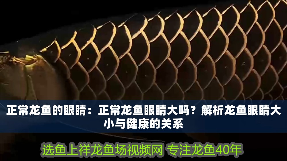 正常龍魚的眼睛：正常龍魚眼睛大嗎？解析龍魚眼睛大小與健康的關(guān)系