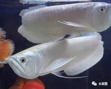 龍魚長期喂金魚好嗎：金魚可以作為龍魚的食物之一嗎？