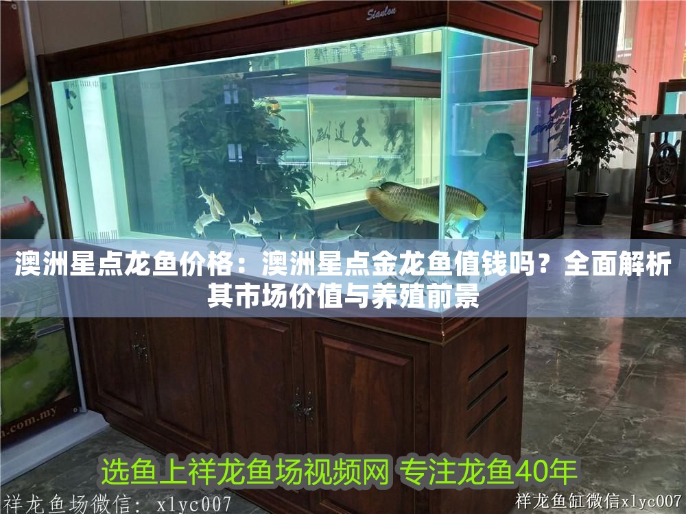 澳洲星點龍魚價格：澳洲星點金龍魚值錢嗎？全面解析其市場價值與養殖前景
