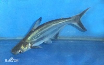 澳洲星點龍魚價格：澳洲星點金龍魚值錢嗎？全面解析其市場價值與養殖前景