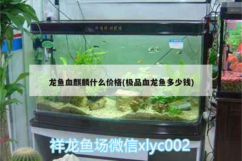 龍魚血麒麟什么價格(極品血龍魚多少錢)