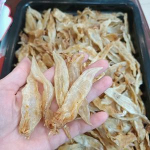 小金龍魚膠是養(yǎng)殖的嗎（關(guān)于小金龍魚膠養(yǎng)殖情況的詳細信息）