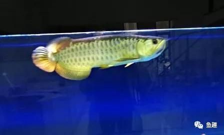 剛接回來(lái)的龍魚(yú)不吃東西（龍魚(yú)不吃東西怎么辦）