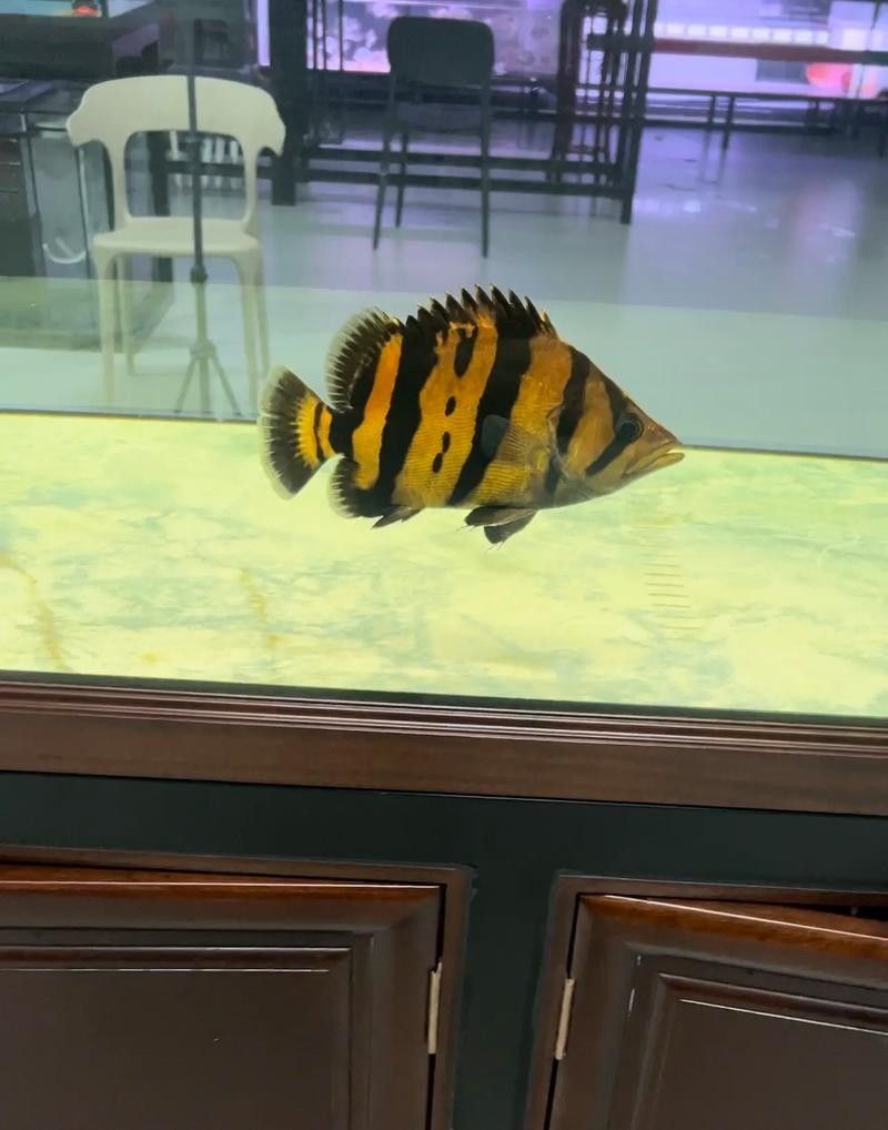 銀龍魚混養(yǎng)最佳搭配圖片大全集視頻
