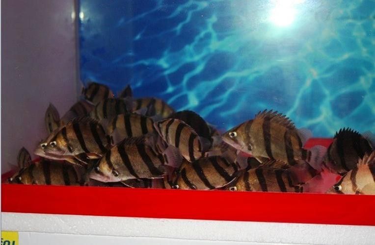銀龍魚混養(yǎng)最佳搭配圖片大全集視頻