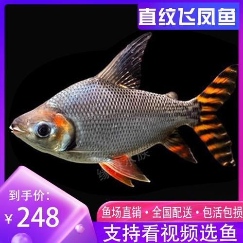 銀龍魚混養(yǎng)最佳搭配圖片大全集視頻
