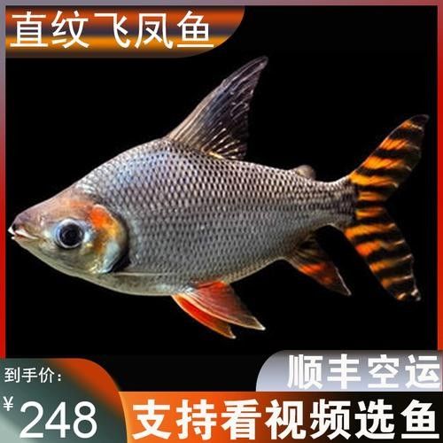銀龍魚混養(yǎng)最佳搭配圖片大全集視頻