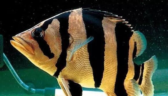 銀龍魚混養(yǎng)最佳搭配圖片大全集視頻