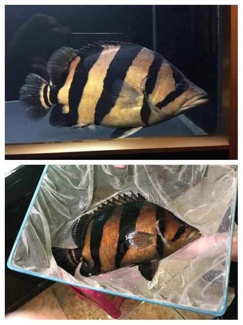 銀龍魚混養(yǎng)最佳搭配圖片大全集視頻