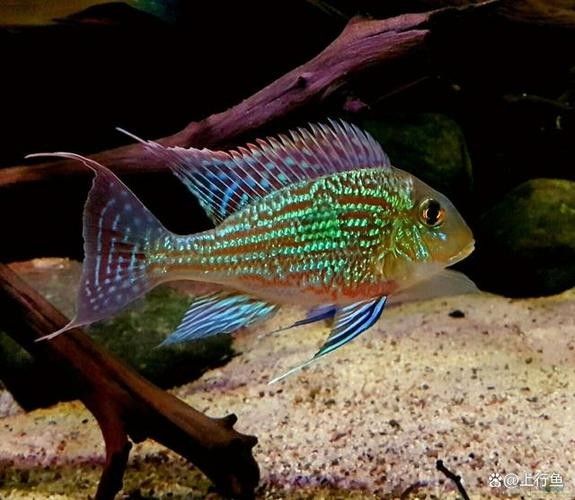 銀龍魚混養(yǎng)最佳搭配圖片大全集視頻