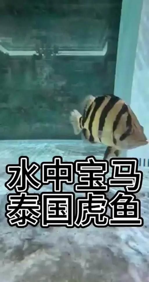 銀龍魚混養(yǎng)最佳搭配圖片大全集視頻