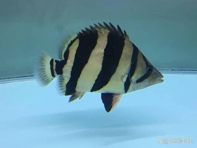 銀龍魚混養(yǎng)最佳搭配圖片大全集視頻