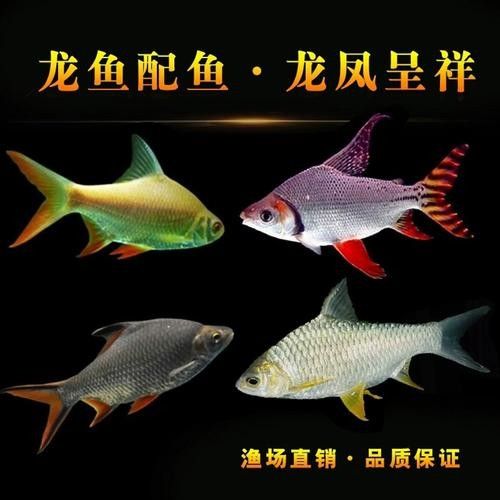 銀龍魚混養(yǎng)最佳搭配圖片大全集視頻