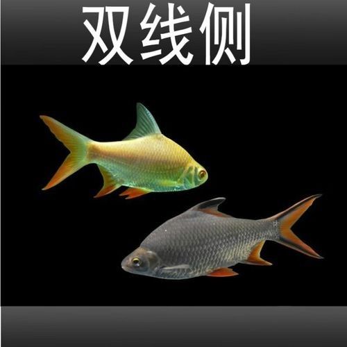 銀龍魚混養(yǎng)最佳搭配圖片大全集視頻