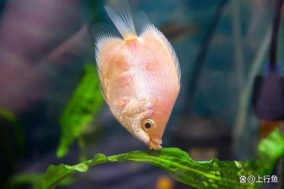 銀龍魚混養(yǎng)最佳搭配圖片大全集視頻