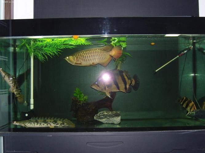 銀龍魚混養(yǎng)最佳搭配圖片大全集視頻