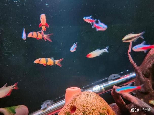 銀龍魚混養(yǎng)最佳搭配圖片大全集視頻