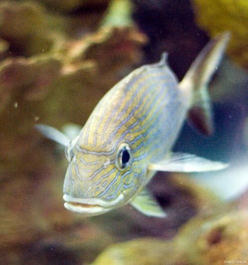 銀龍魚混養(yǎng)最佳搭配圖片大全集視頻