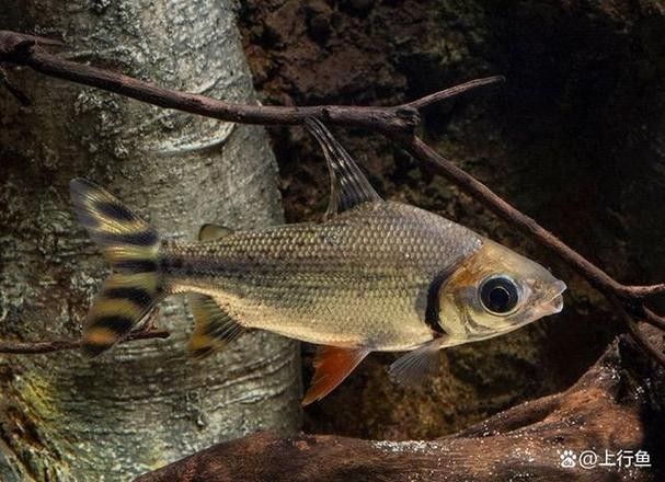 銀龍魚混養(yǎng)最佳搭配圖片大全集視頻