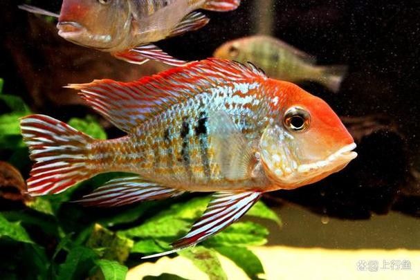 銀龍魚混養(yǎng)最佳搭配圖片大全集視頻