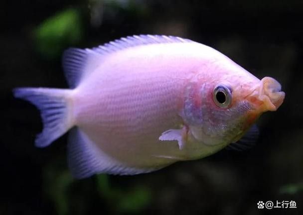 銀龍魚混養(yǎng)最佳搭配圖片大全集視頻