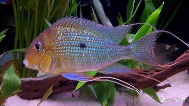 銀龍魚混養(yǎng)最佳搭配圖片大全集視頻