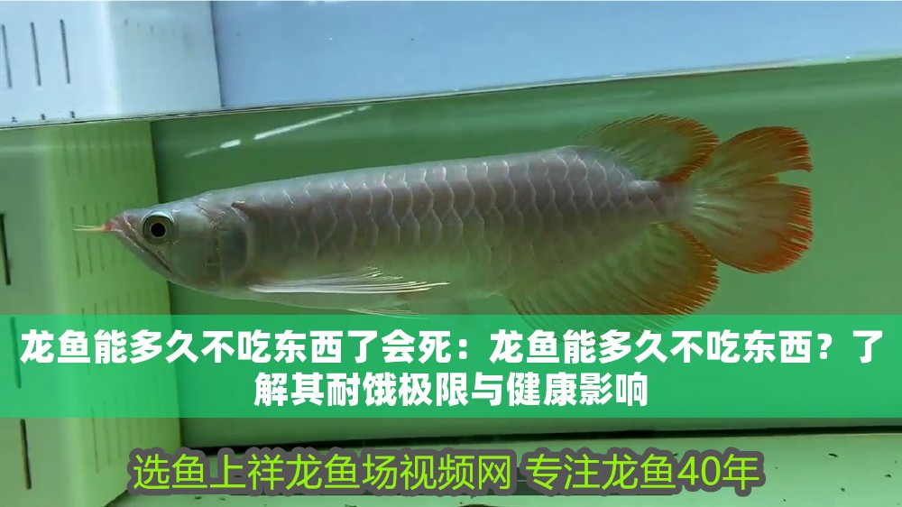 龍魚能多久不吃東西了會死：龍魚能多久不吃東西？了解其耐餓極限與健康影響
