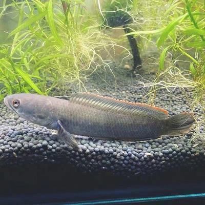 龍魚有沒有冷水養的（龍魚可以冷水養殖嗎？）