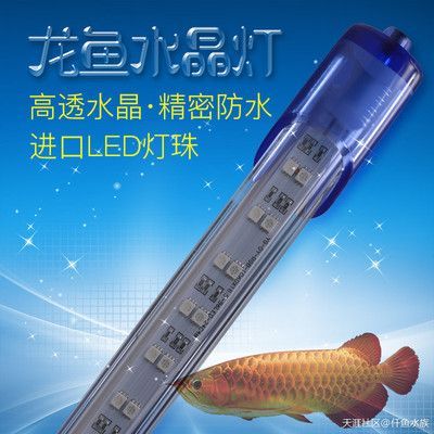 最好的龍魚燈品種（選擇最好的龍魚燈品種時需要考慮多個因素是否能促進龍魚發色） 最好的龍魚燈品種（選擇最好的龍魚燈品種時需要考慮多個因素是否能促進龍魚發色） 龍魚百科 第1張