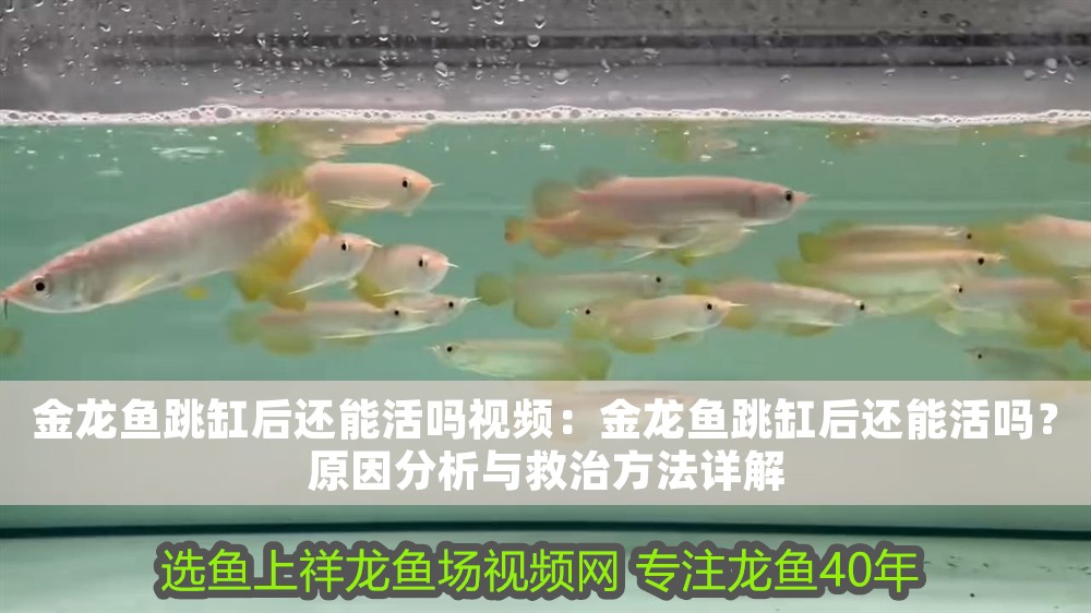金龍魚跳缸后還能活嗎視頻：金龍魚跳缸后還能活嗎？原因分析與救治方法詳解