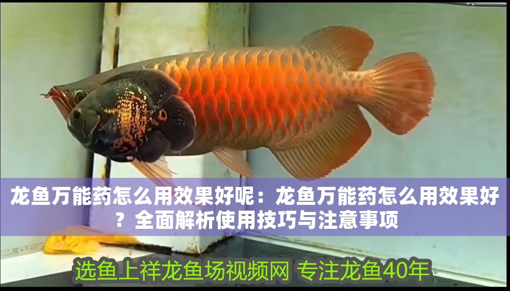 龍魚萬能藥怎么用效果好呢：龍魚萬能藥怎么用效果好？全面解析使用技巧與注意事項